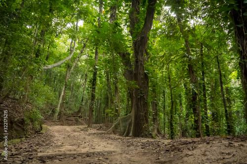 Fototapeta Naklejka Na Ścianę i Meble -  Mysterious jungle trek through the rainforest, wide angle view