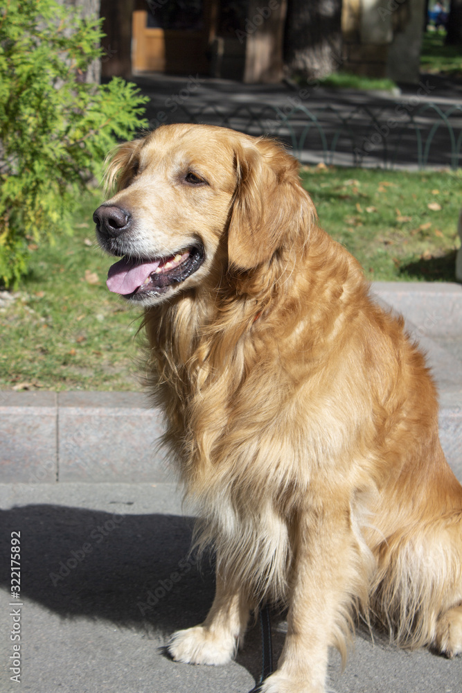 Close-up of a dog. Beautiful red-haired dog on a sunny summer day. Portrait of a dog. copyspace