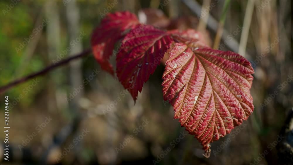 Autumn withered red coloured leaves shiver in the wind during the day. Autumn withered red coloured leaves shiver in the wind during the day.