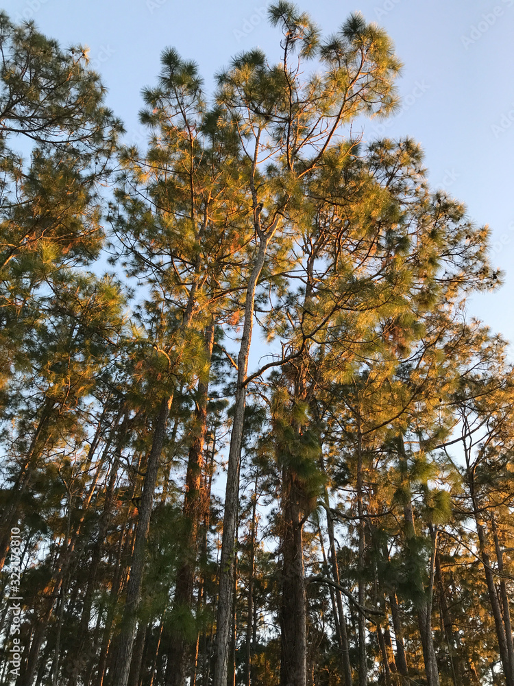 Fototapeta premium Sunlit pine trees
