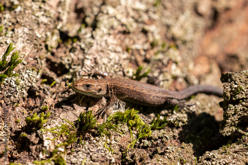 Closeup of alert lizard (Zootoca vivipara). The viviparous lizard, Zootoca vivipara (formerly Lacerta vivipara), is a Eurasian lizard. Closeup of alert lizard (Zootoca vivipara). The viviparous lizard, Zootoca vivipara (formerly Lacerta vivipara), is a Eurasian lizard.
