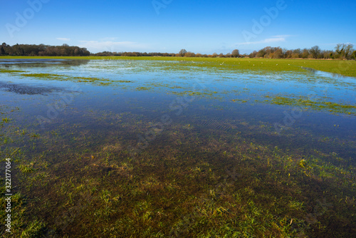 Fototapeta Naklejka Na Ścianę i Meble -  Flooded meadow linking Houghton and Hemingford Abbots villages, Cambridgeshire, England, UK.