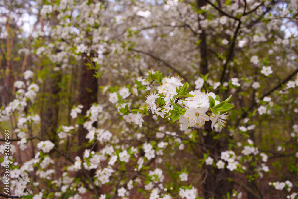 Many different white flowers in the forest. Spring.