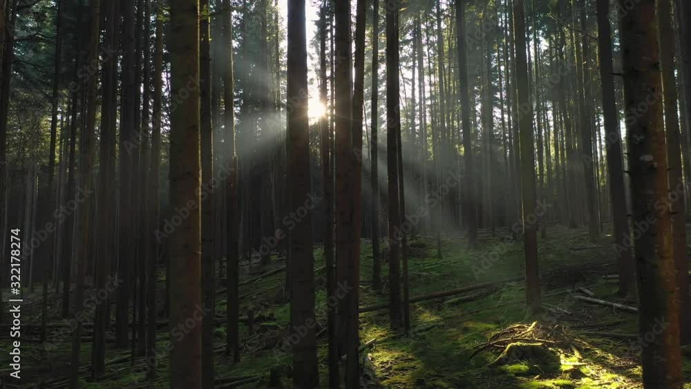 Sunbeam rays shining through conifer mossy forest. Sunbeam rays shining through conifer mossy forest.