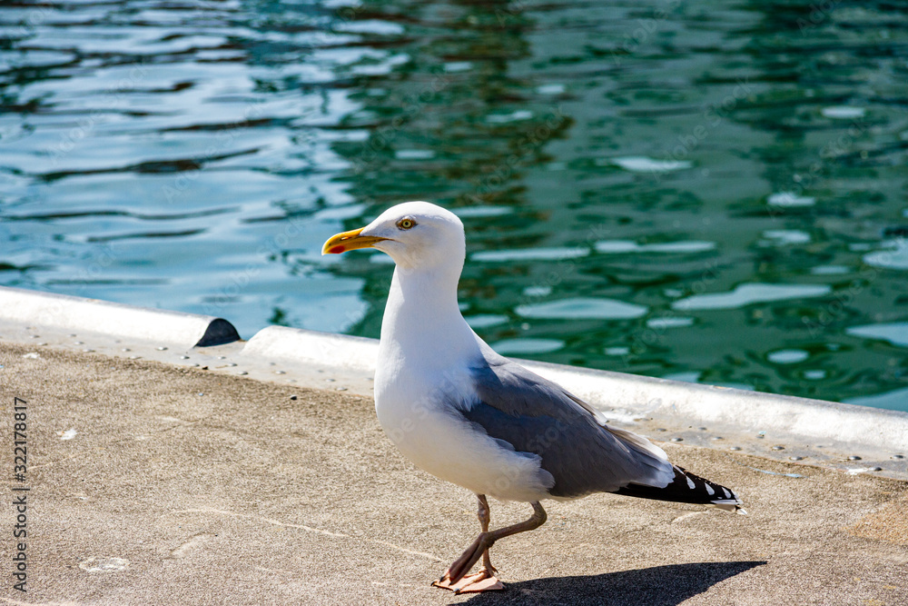 Fototapeta premium Möve