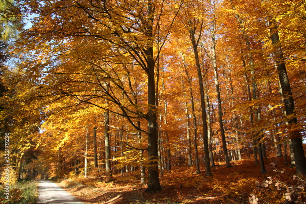 Fototapeta premium Herbstwald