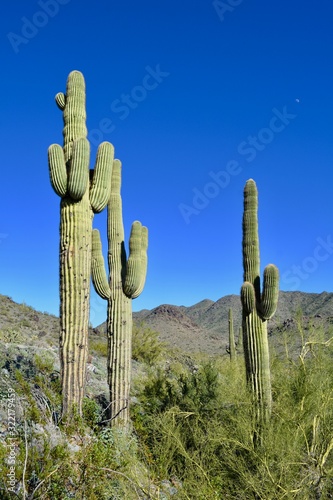 Phoenix Mountains Saguaro Cacti Cactus Desert Sonoran Arizona