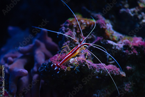 Pacific cleaner shrimp Lysmata amboinensis nature sea ocean life ecology