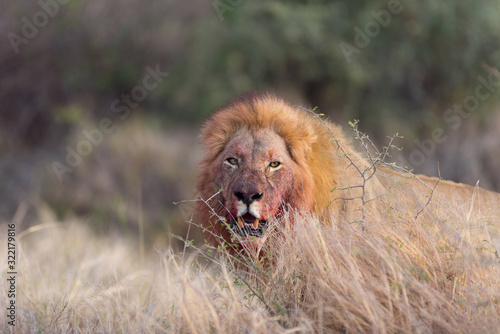 Lion witha bloody mane in the wilderness