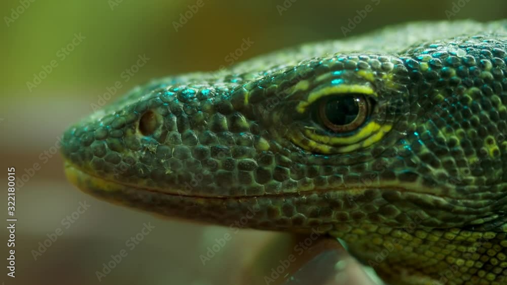 Close-up green of a lizard in a zoo. Close-up green of a lizard in a zoo.