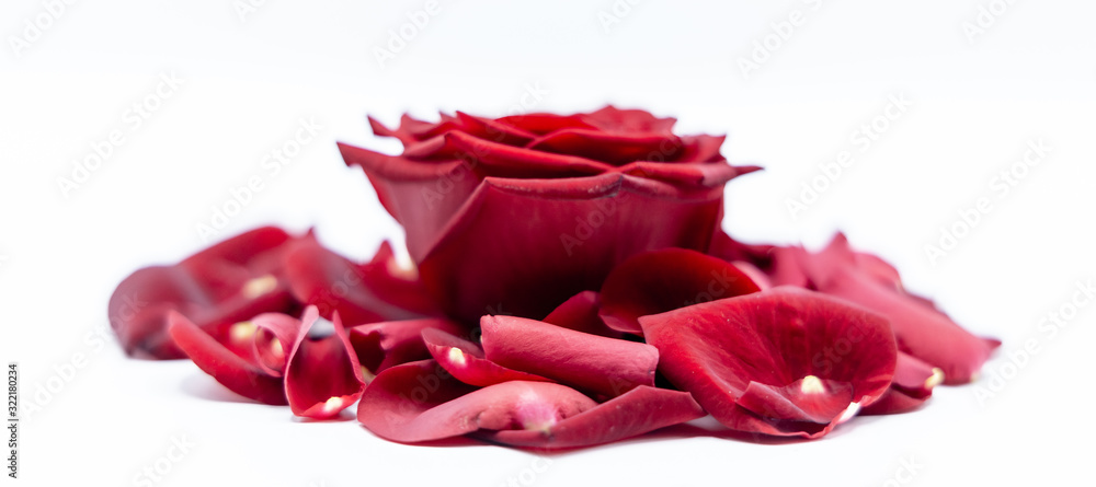 Rosen Valentinstag Liebe Blumen Valentines Day roses love Stock Photo |  Adobe Stock