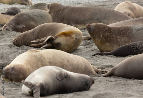 Wall of blubber, Elephant Seals in South Georgia 