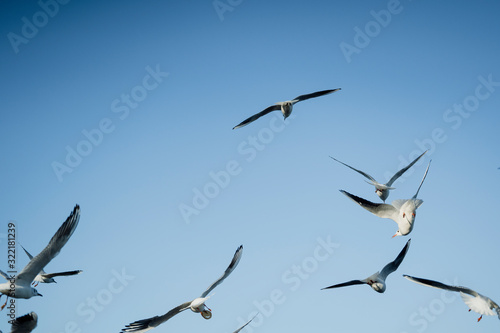 Larus delawarensis flying in the air, Ring-billed Gull isolated flying in the air © FitchGallery