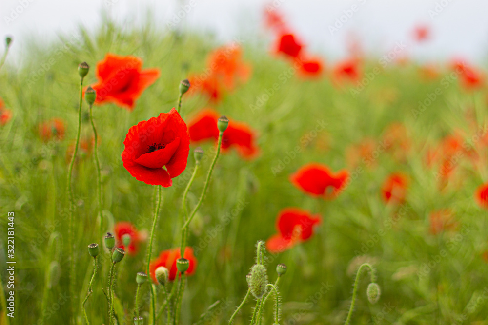 Field with wild red poppies flowers, countryside Field with wild red poppies flowers, countryside