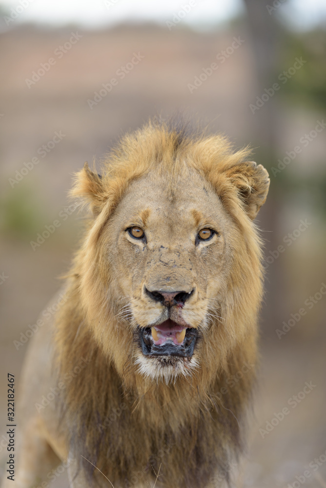 Male lion portrait in the wilderness, single male lion Africa