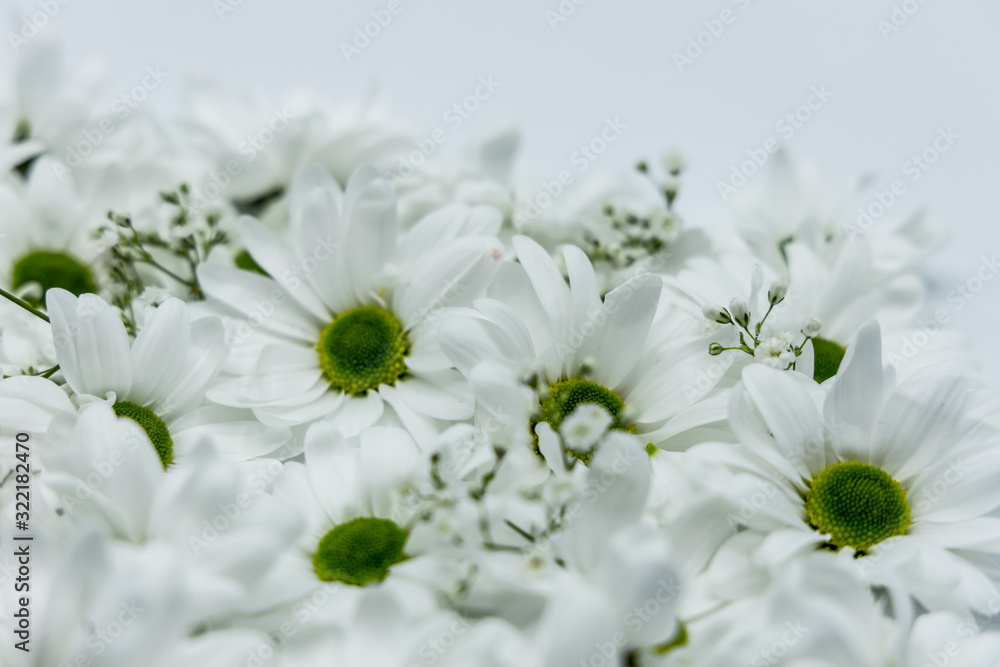 Fototapeta premium Blumen Chrysanthemen Winterastern Strauss Valentinstag Liebe Love
