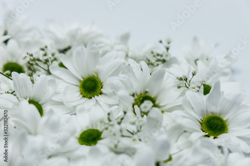 Blumen Chrysanthemen Winterastern Strauss Valentinstag Liebe Love