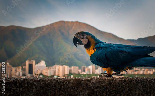 Una Guacamaya y una montaña