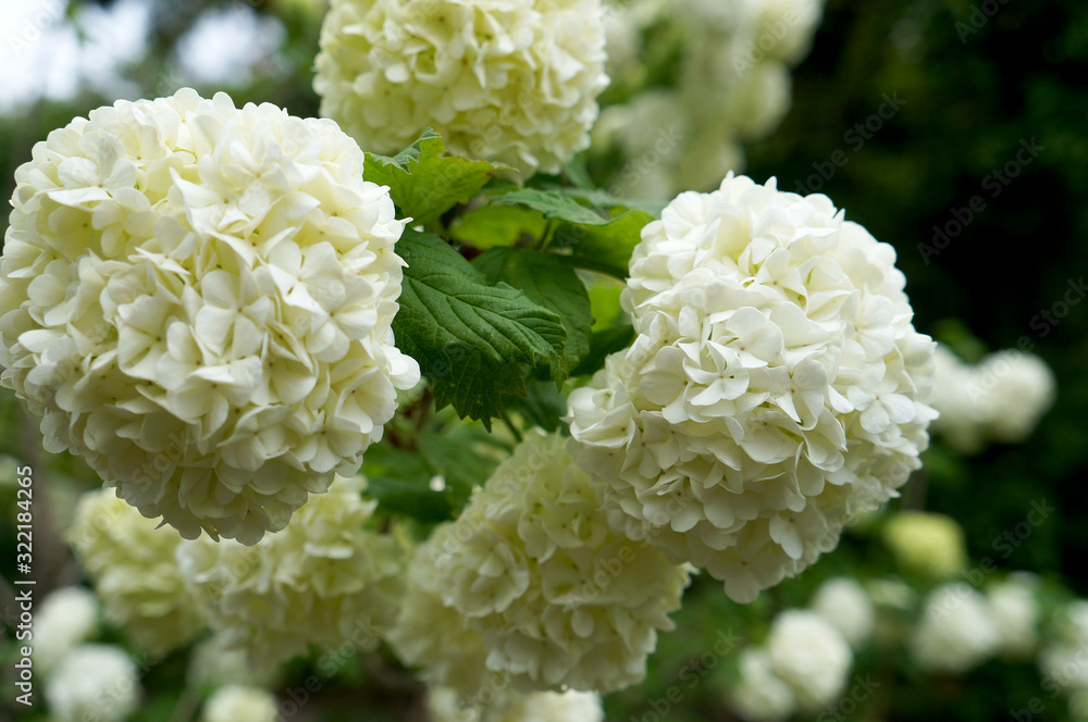 beautiful shrub with white flowers decorative viburnum beautiful shrub with white flowers decorative viburnum