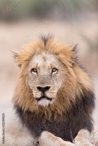 Fototapeta Naklejka Na Ścianę i Meble -  Male lion portrait in the wilderness, single male lion Africa
