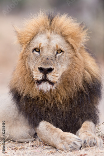 Male lion portrait in the wilderness  single male lion Africa