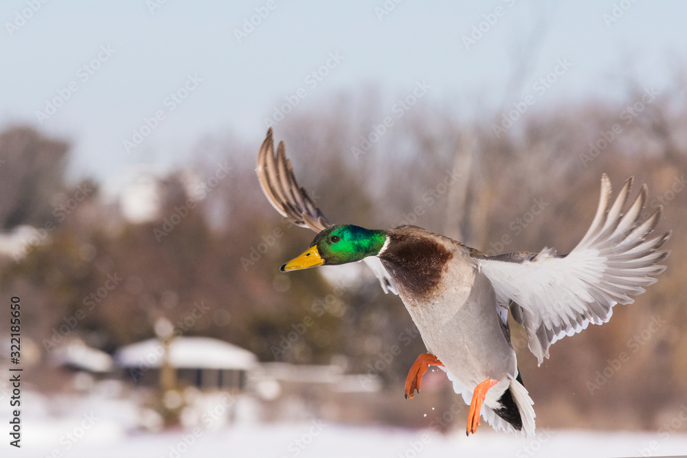 Obraz premium Mallards in winter