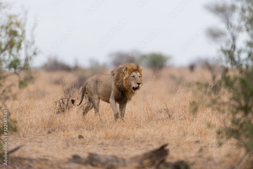 Male lion portrait in the wilderness, single male lion Africa Male lion portrait in the wilderness, single male lion Africa