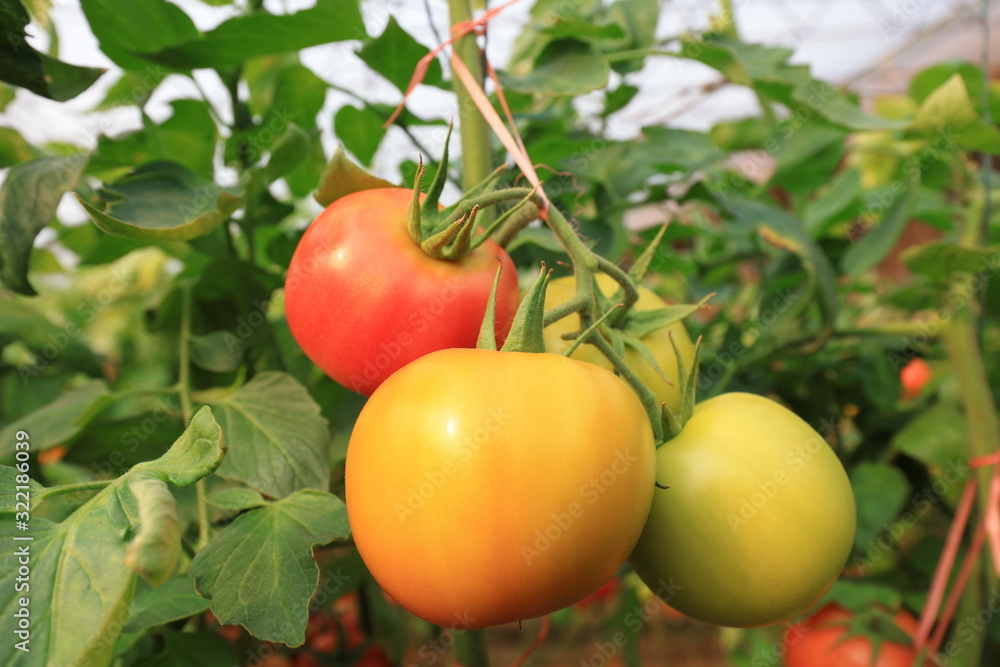 Ripening tomatoes in greenhouses