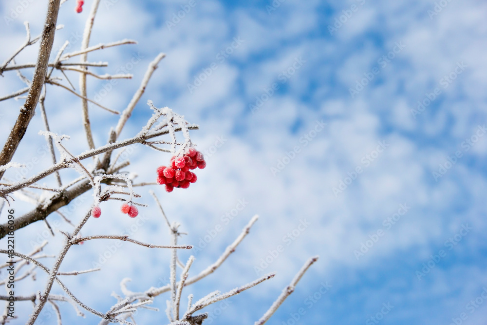 Branches of birch in frost with blue sky background, de-focused Branches of birch in frost with blue sky background, de-focused