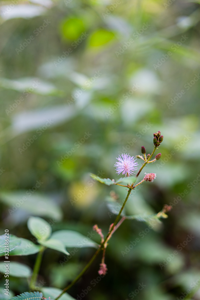 Touch me not plant flower in selective focus. Green background with copy space. Mimosa pudica inflorescence Touch me not plant flower in selective focus. Green background with copy space. Mimosa pudica inflorescence
