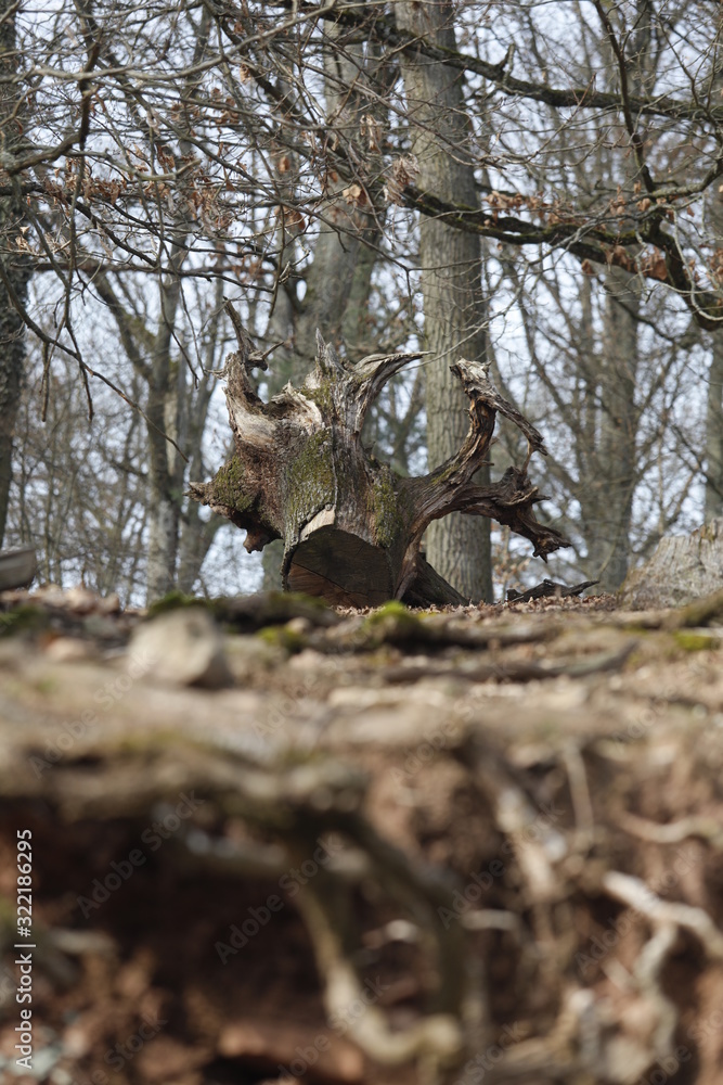 Alter Baumstumpf mit Baumwurzeln im Ökosystem Wald als Lebensraum für Tiere Alter Baumstumpf mit Baumwurzeln im Ökosystem Wald als Lebensraum für Tiere
