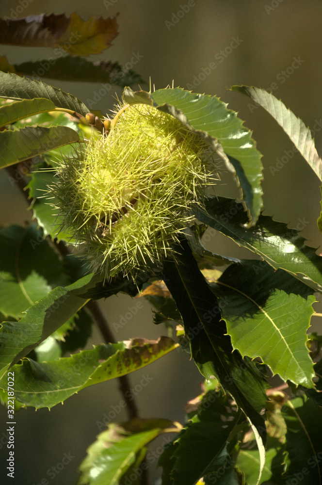 Chestnut fruiting on tree above Walenstadt in the Swiss Alps Chestnut fruiting on tree above Walenstadt in the Swiss Alps