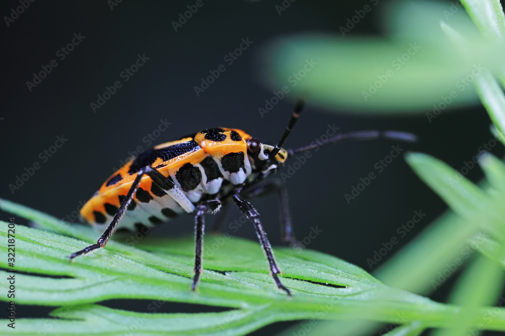 Naklejka premium Stink bug on green leaves, North China