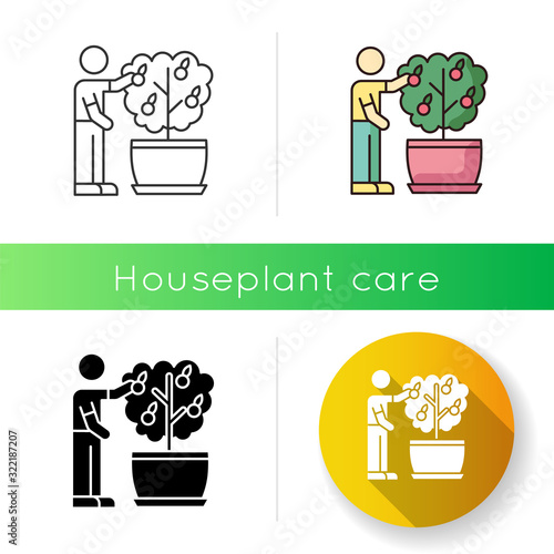 Collecting fruit from mini citrus tree icon. Caring for miniature orange tree. Thriving plant. Fruiting houseplant. Plant cultivation. Linear black and RGB color styles. Isolated vector illustrations