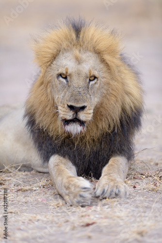 Male lion portrait in the wilderness, single male lion Africa