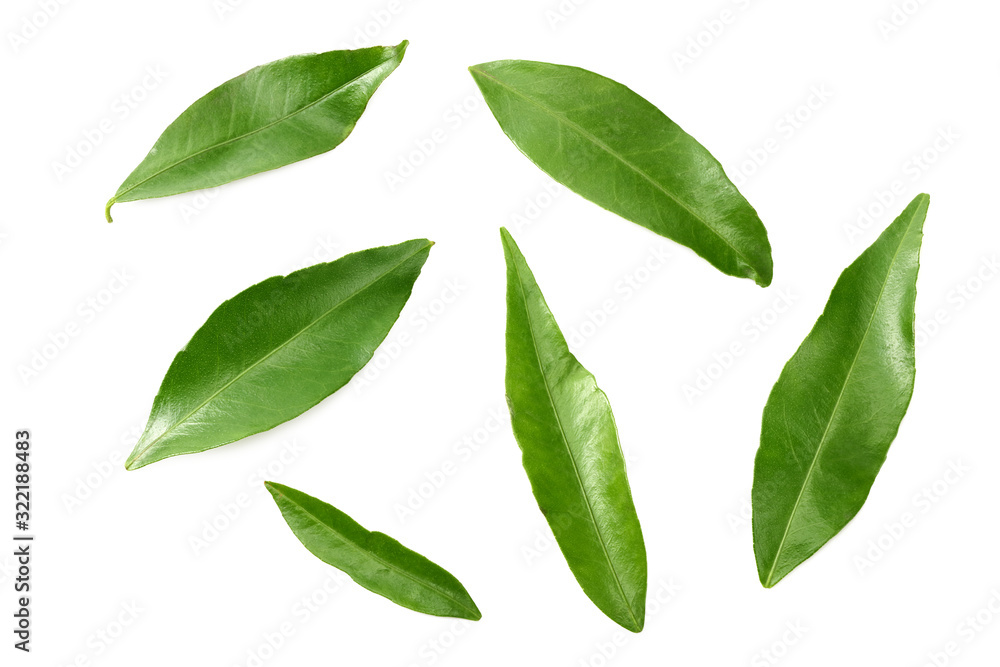 citrus leaves isolated on white background. top view.