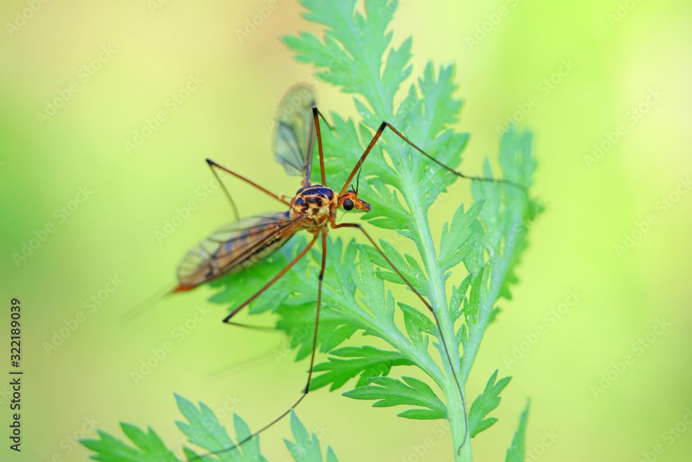 Fototapeta premium mosquitoes insect on green leaves, North China