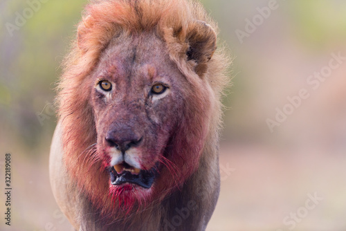 Photography Lion witha bloody mane in the wilderness