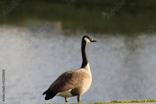 Canada Goose in the water