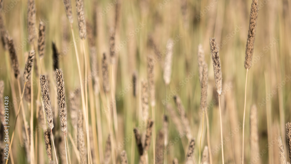 Fototapeta premium Grasses growing on a meadow in summer, ready for hay making.