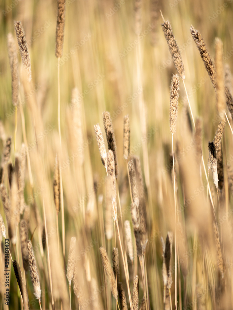 Obraz premium Sedges growing on a meadow before hay harvest during a warm summers day.