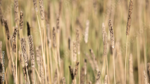 Grasses growing on a meadow in summer, ready for hay making.