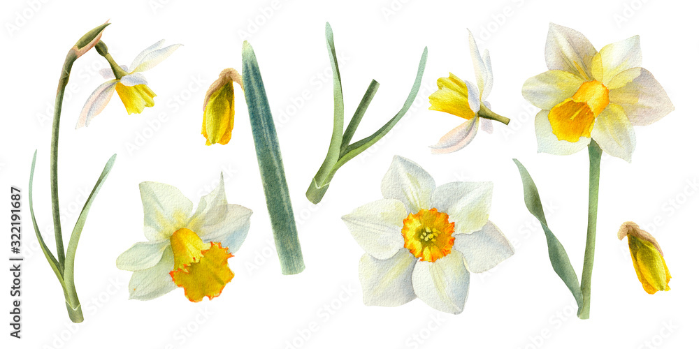 Watercolor set bouquet of narsissus. Spring flower for greeting card, invitation, easter design. - obrazy, fototapety, plakaty 
