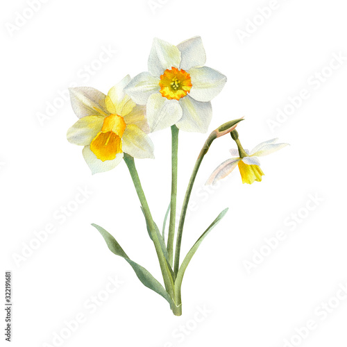 Watercolor bouquet of narsissus. Spring flower for greeting card, invitation, easter design.