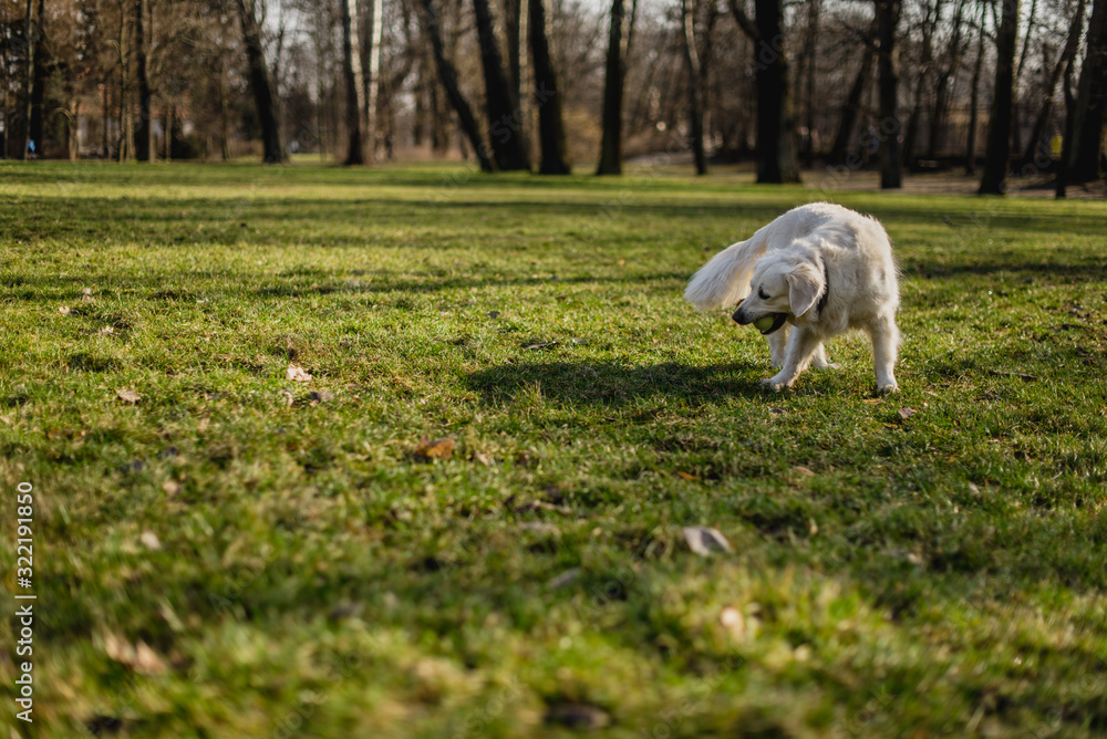 A cute dog. Dog playing outside smiles. Dog plays with ball. Happy, curious dog. A cute dog. Dog playing outside smiles. Dog plays with ball. Happy, curious dog.