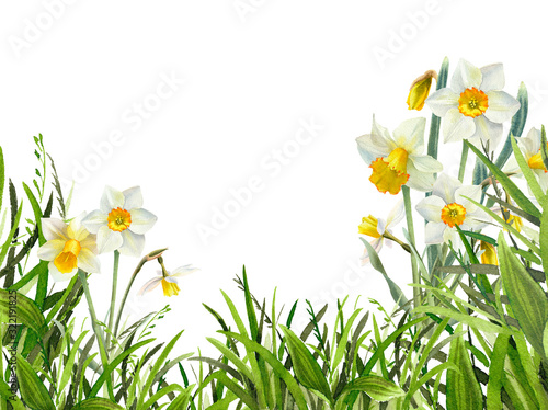 Watercolor green grass with narcissus flowers background. Hand drawn fresh floral illustration isolated on white. Perfect for easter and spring design.