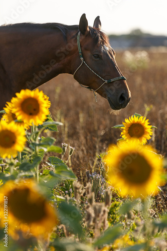 Braunes Pferd in Sonnenblumen