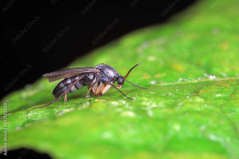 mosquitoes insect on green leaves, North China mosquitoes insect on green leaves, North China