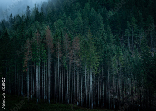 A monoculture forest with fast the thin trunks of trees taht have grown too fast.