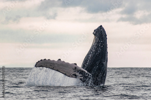 Humpback whale breach with sunset background © estebanduquem